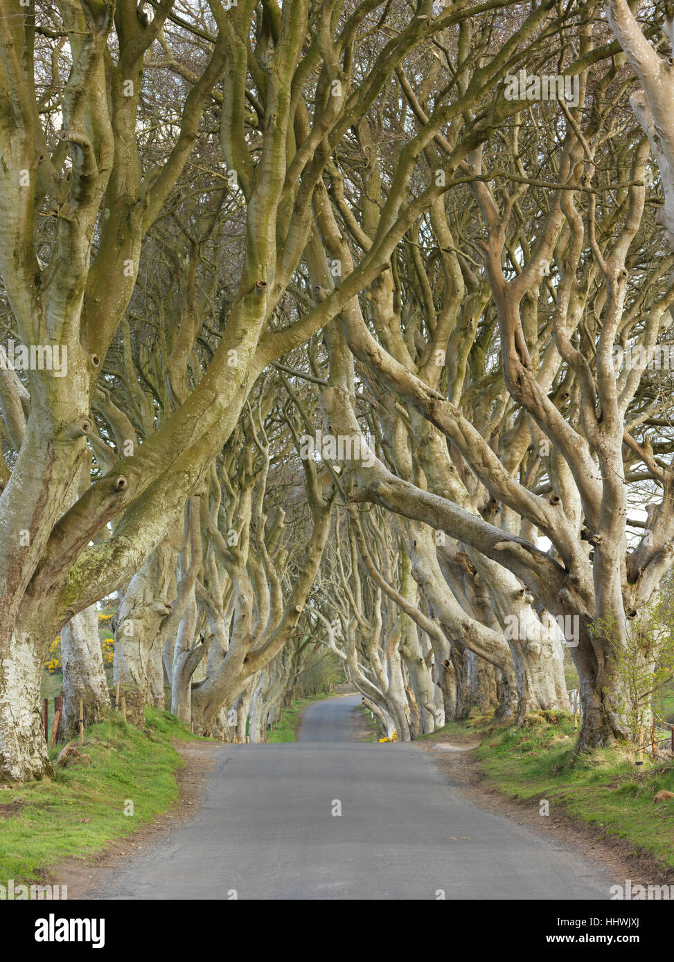 Beech Avenue, dunkle Hecken, Nordirland, Vereinigtes Königreich Stockfoto