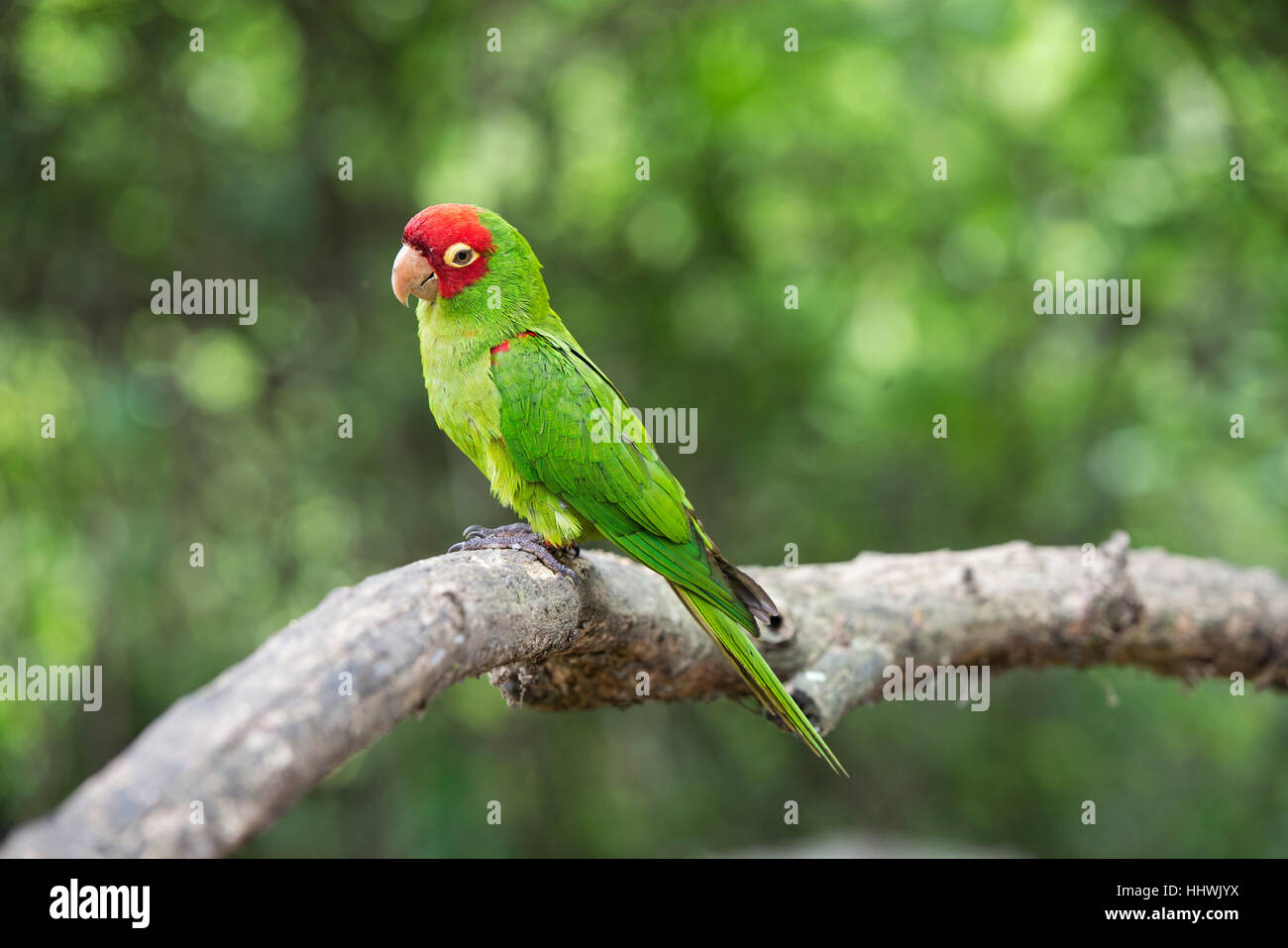 Rot-maskiert Sittich, auch unter der Leitung von Kirsche Conure oder Rothaarige Conure (Psittacara Erythrogenys) thront auf Zweig Stockfoto