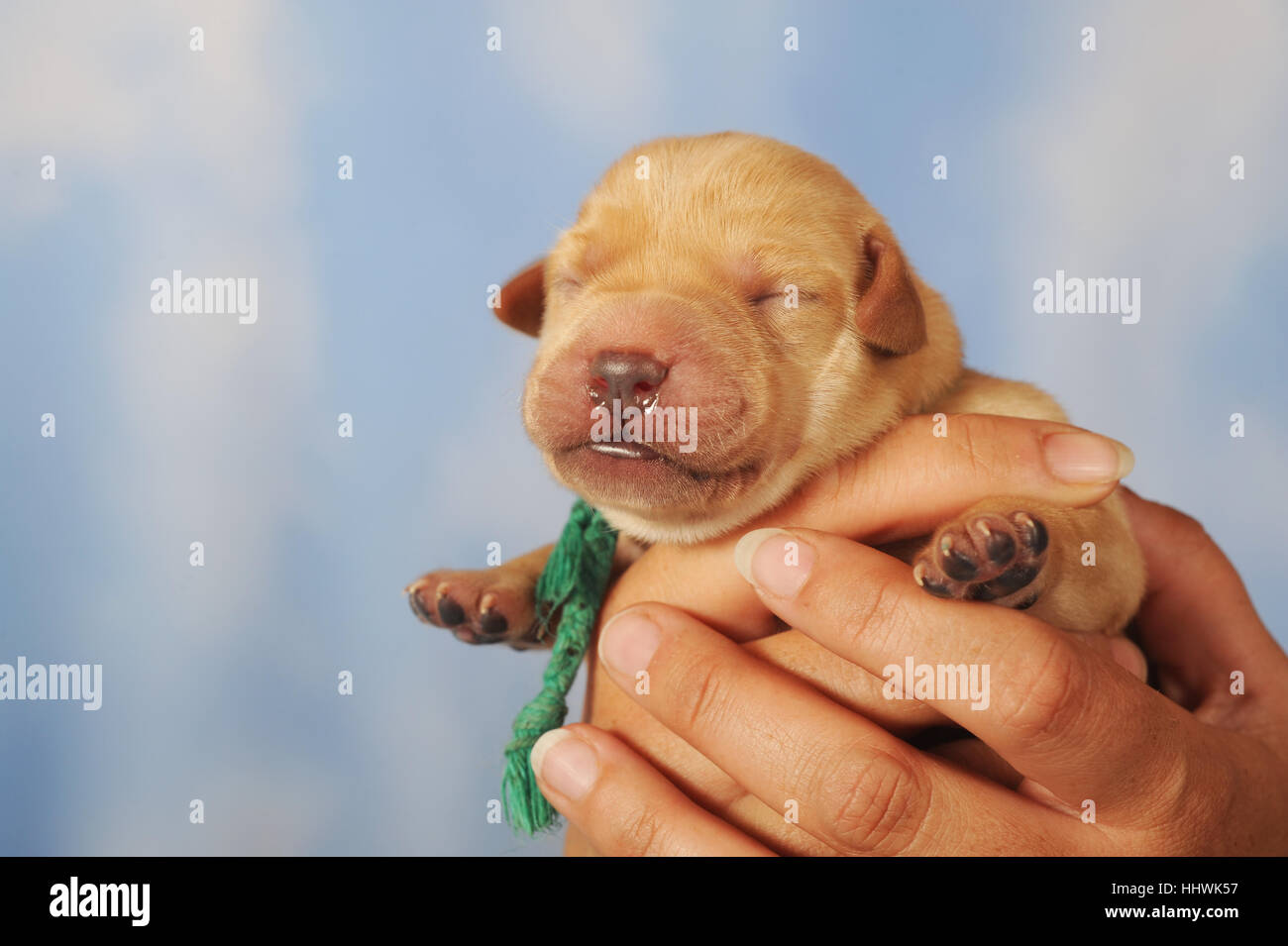 Labrador Retriever Welpe geschlossen in der hand, gelb, 7 Tage, Augen noch Stockfoto