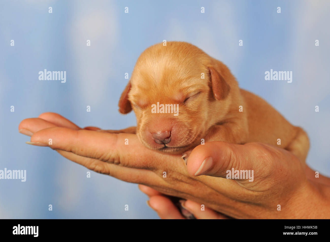 Labrador Retriever Welpen auf der Seite gelb, 7 Tage, Augen noch geschlossen Stockfoto