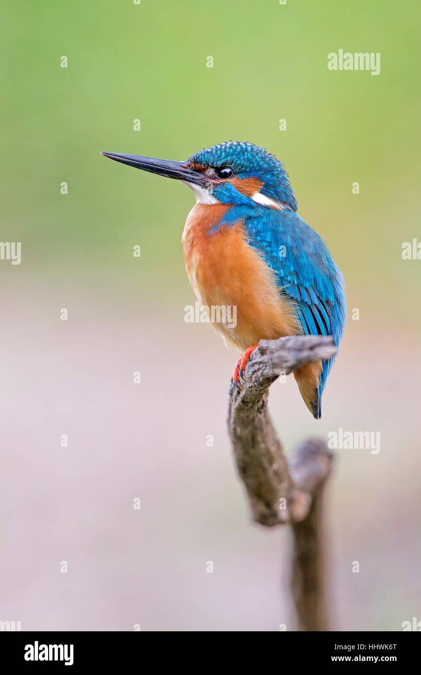 Eurasische Eisvogel (Alcedo Atthis) thront auf Zweig, mittlere Elbe-Biosphärenreservat, Sachsen-Anhalt, Deutschland Stockfoto