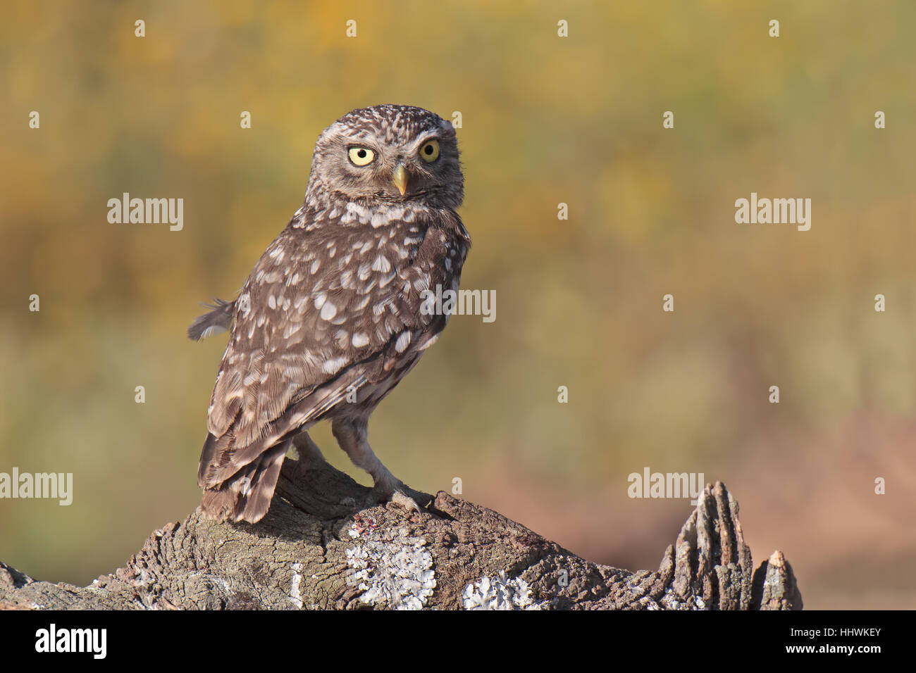 Hypnotische Eule - es ist bei Sonnenuntergang, die Eule auf der Jagd während des Zeitraums der Nester.  die Küken sind aktiv und sie muss hart arbeiten, um sie zu füttern Stockfoto