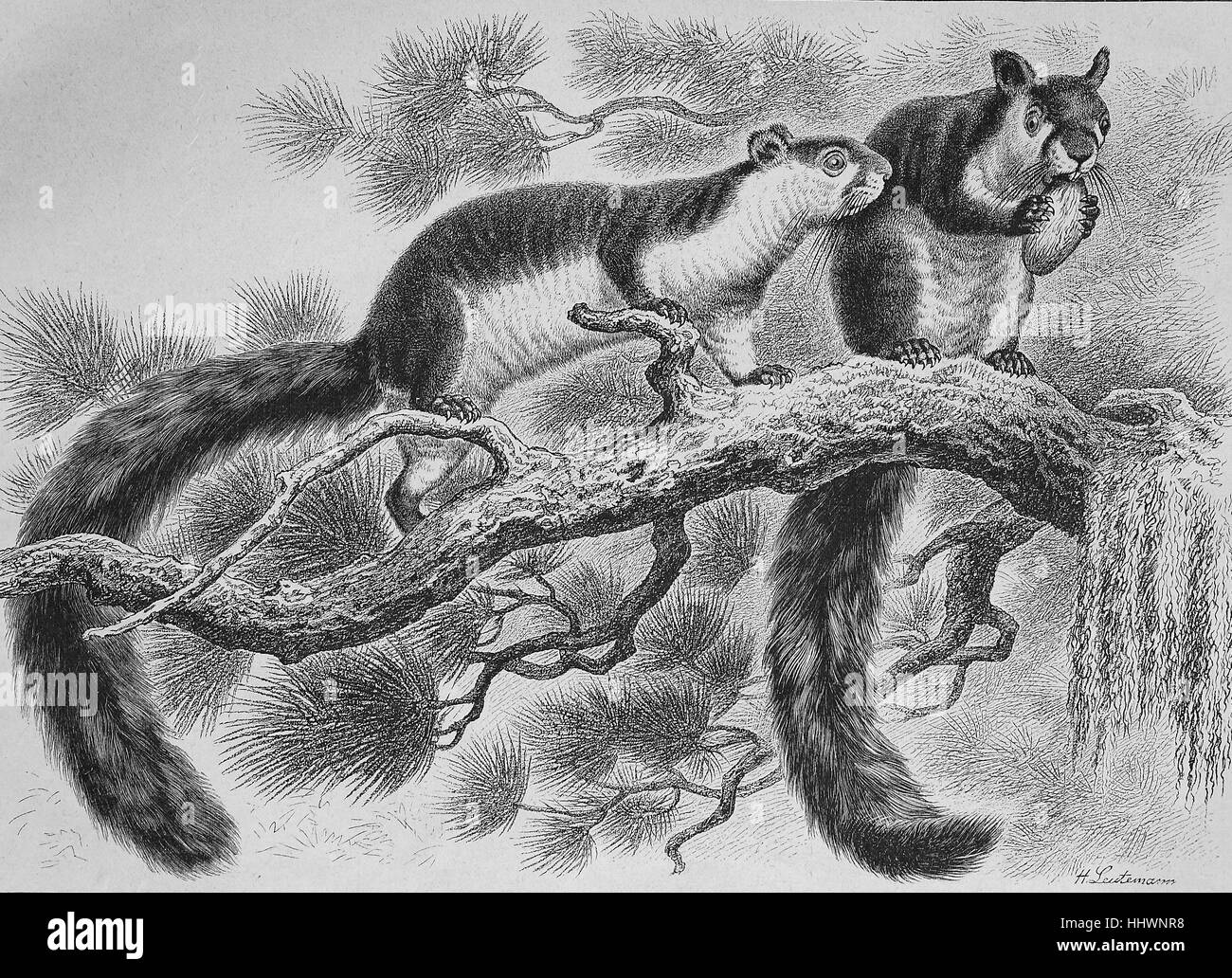 Pferd sibirische Eichhörnchen im Zoologischen Garten in Dresden, Deutschland, gezeichnet von H. Leutemann, historisches Bild oder Illustration, veröffentlicht 1890, digital verbessert Stockfoto