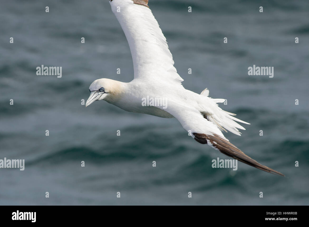 Ein Basstölpel Banken hart vor einem wellenförmigen Ozean Hintergrund an einem sanften, sonnigen Nachmittag. Stockfoto