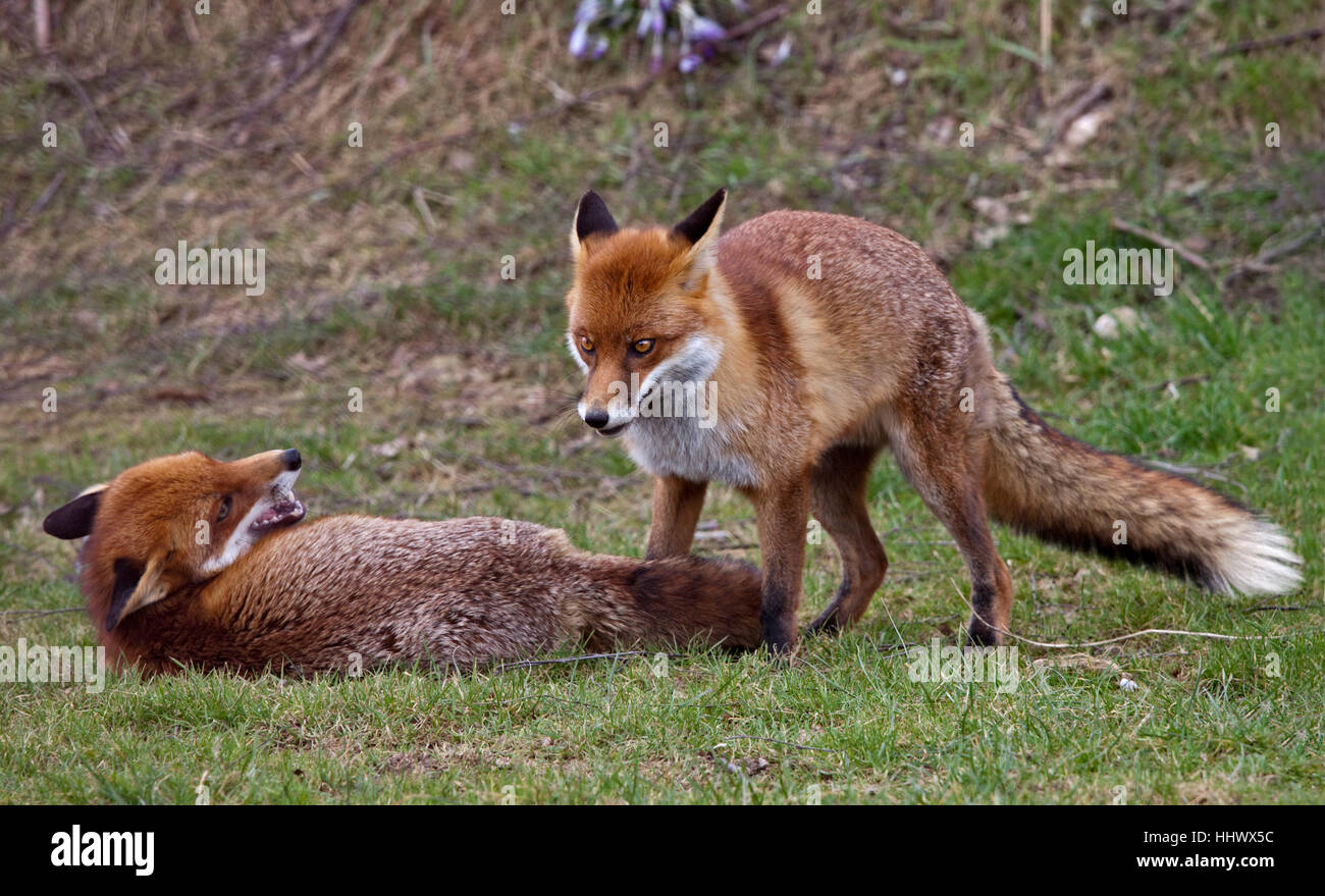 Zwei europäische Rotfüchse (Vulpes Vulpes) spielen Stockfoto