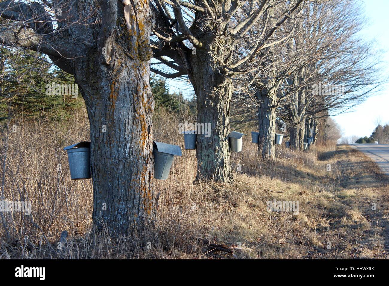 Einer Reihe von alten Ahornbäumen im zeitigen Frühjahr erschlossen werden Stockfoto