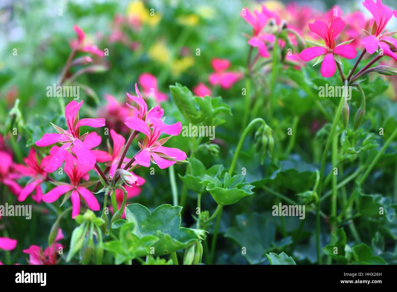 Schöne rosa und grün Blumen Stockfoto