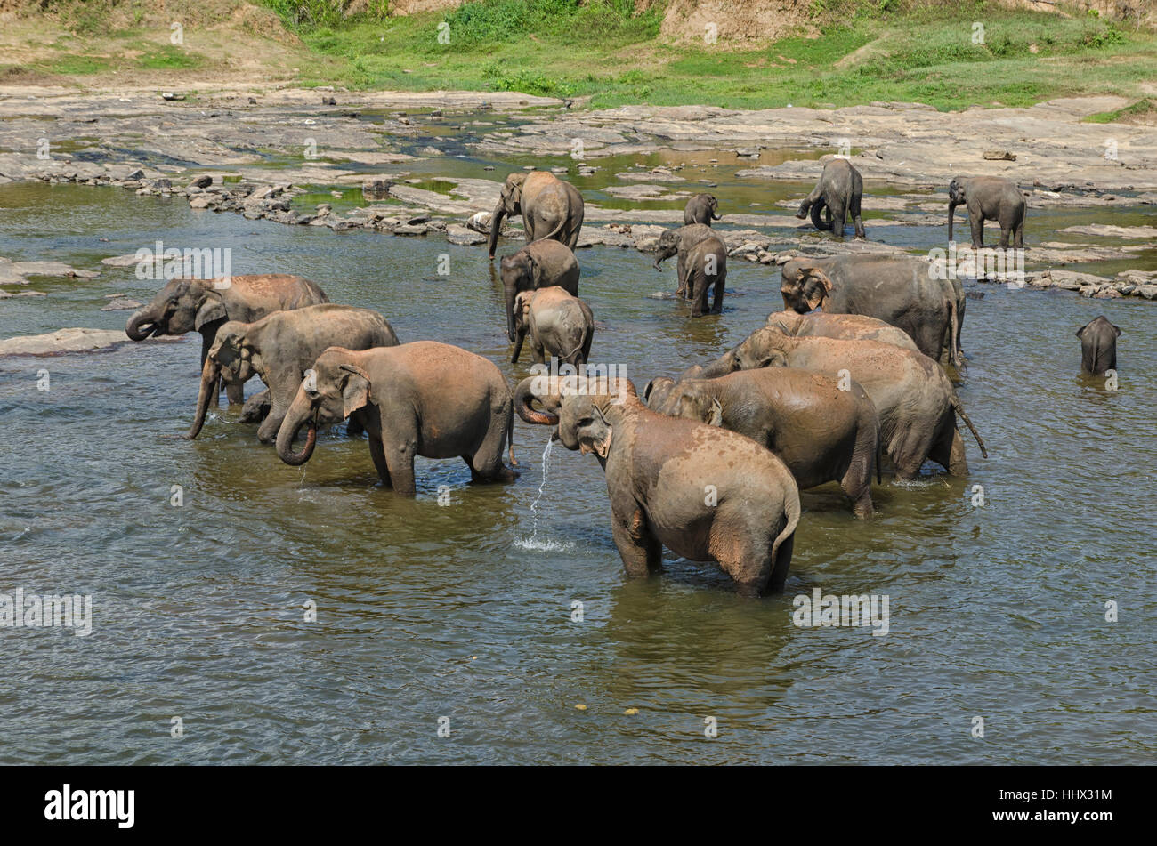 Elefanten im Wasser Stockfoto