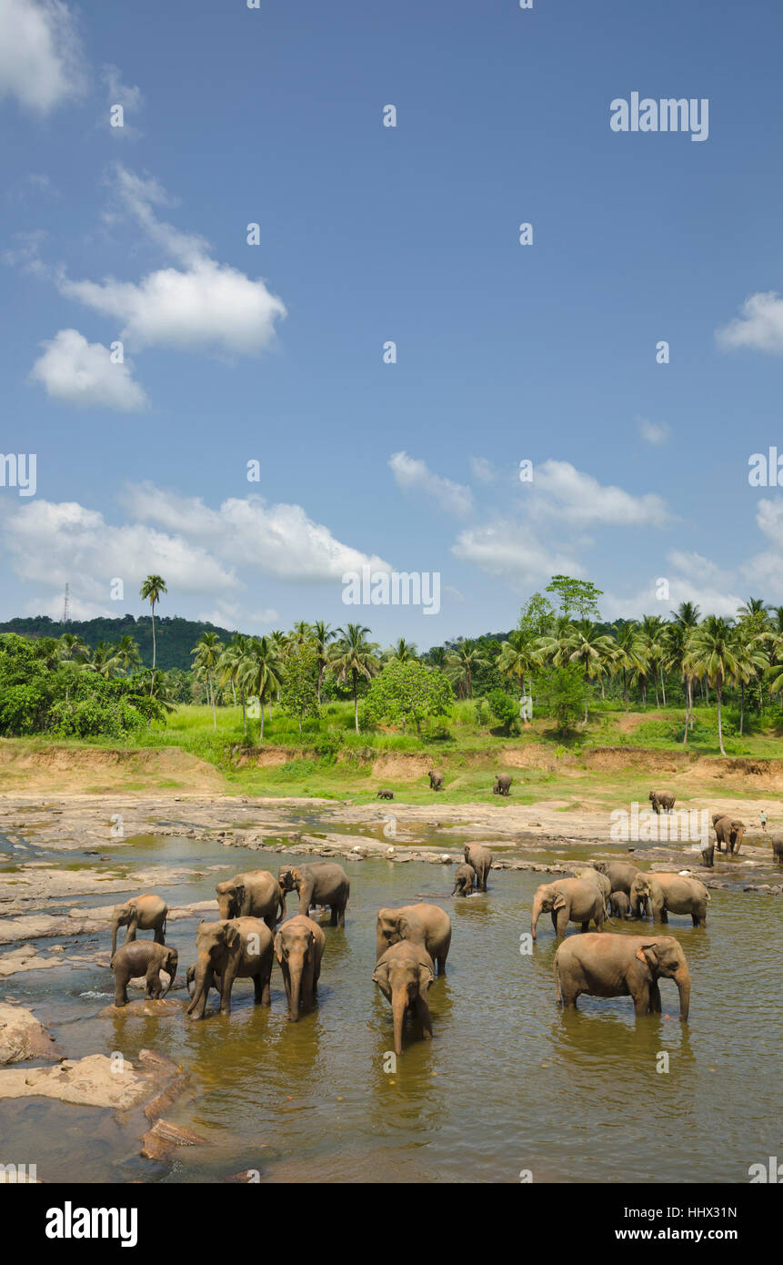 Elefanten im Fluss Maha Oya in Sri lanka Stockfoto