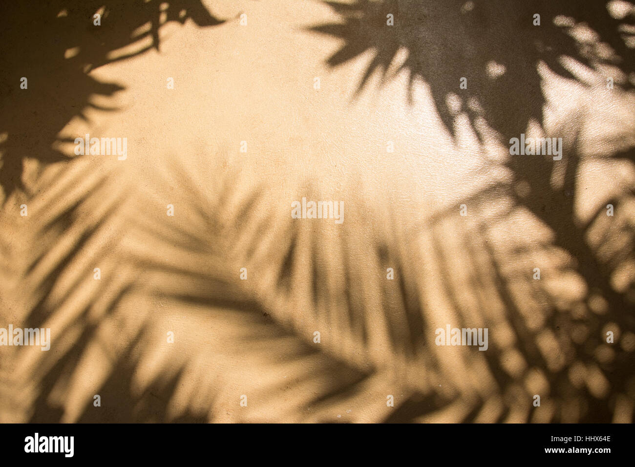 Abstrakte Palmen Schatten Foto eingefangen auf eine Platte aus Beton Estrich, Durban in Südafrika. Stockfoto