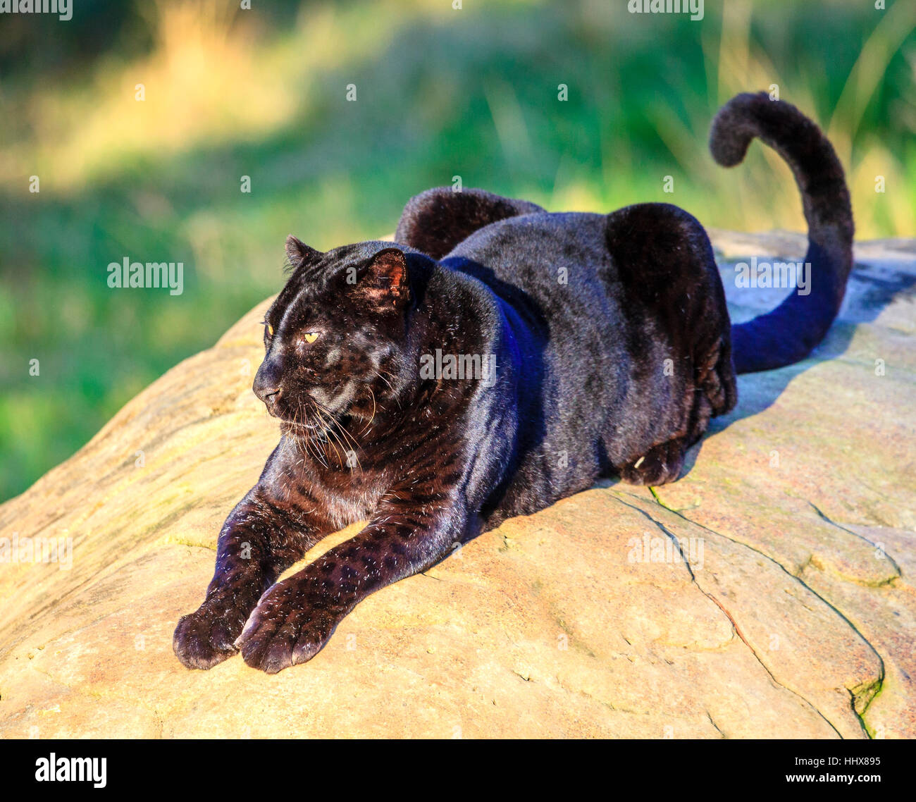 Black Panther im Wildlife Sanctuary in der Nähe von Plettenberg Bay, Südafrika Stockfoto