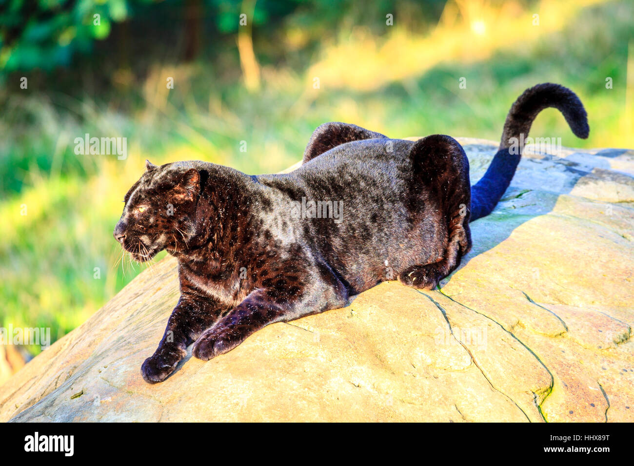 Black Panther im Wildlife Sanctuary in der Nähe von Plettenberg Bay, Südafrika Stockfoto