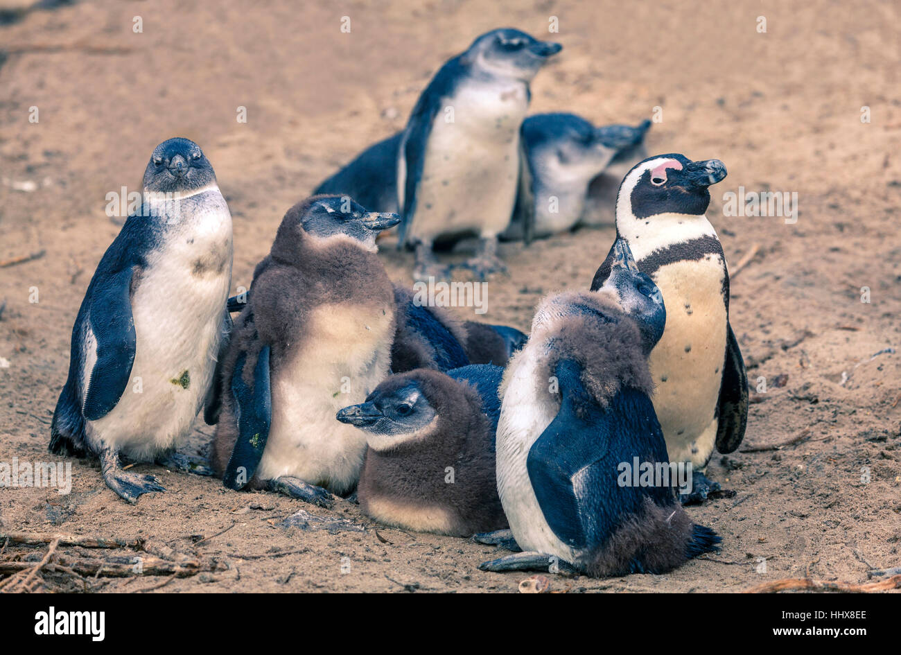 Afrikanische Pinguine am Boulder Beach in Simons Town, Südafrika Stockfoto