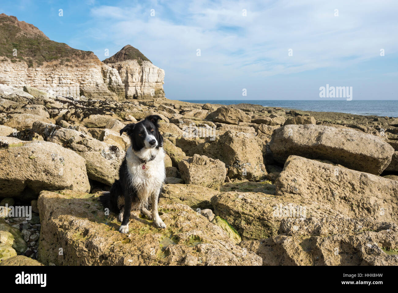 Border Collie sitzen auf den Felsen an der Thornwick Bucht auf der Küste von North Yorkshire. Stockfoto