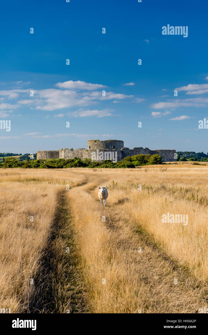 Ein einsamer Schaf auf dem Weg zum Camber Castle, East Sussex. Stockfoto