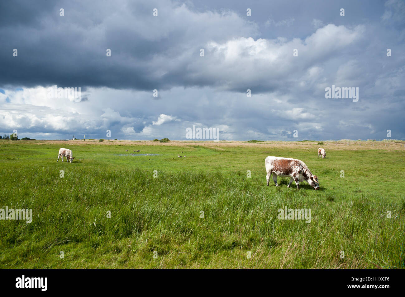 Landwirtschaft, Landwirtschaft, Wolke, Feld, Erhaltung der Natur, Europa, Wasser, Stockfoto