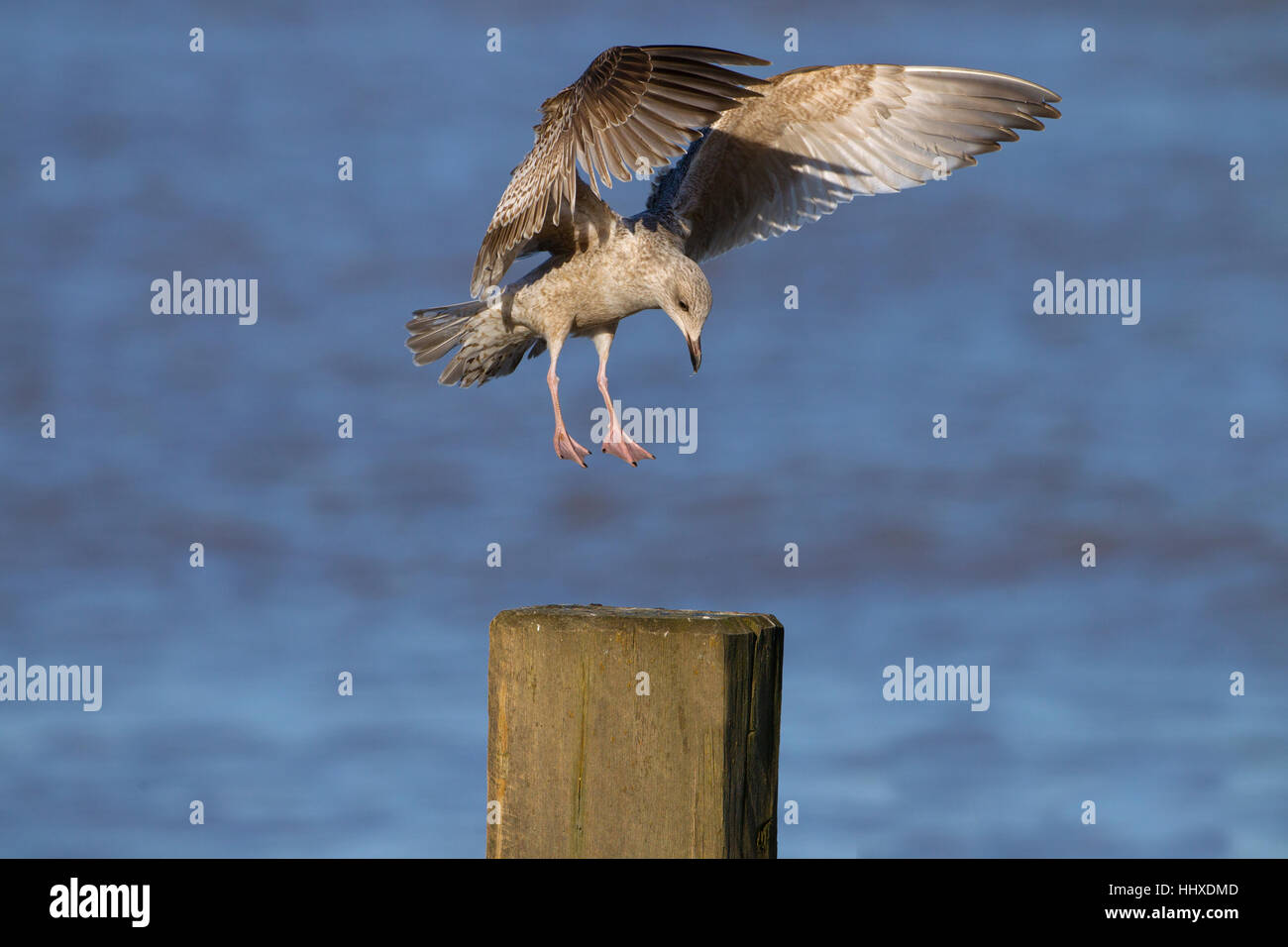 Silbermöwe Larus Agentatus Jungvögel Landung auf Wellenbrecher Stockfoto