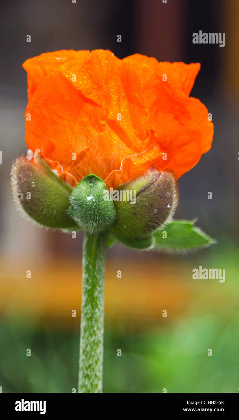 Frischer Mohn Blume Stockfoto