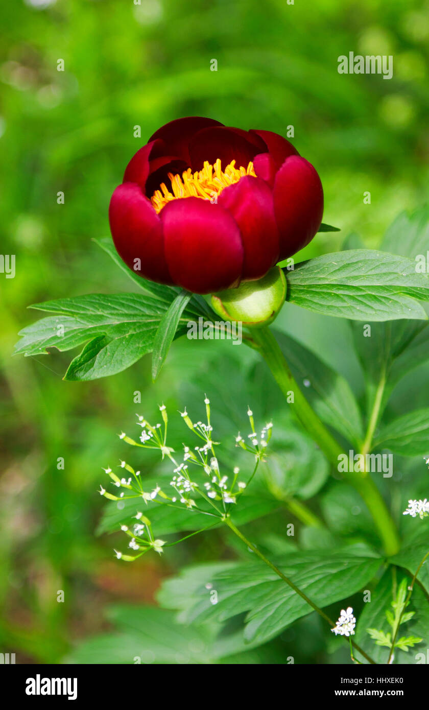 Rote Pfingstrose Blume closeup Stockfoto