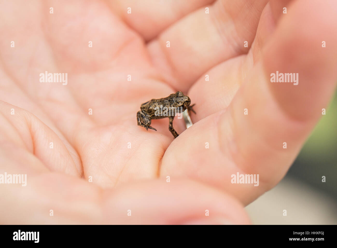 kleines Baby Grasfrosch sitzen in der Handfläche einer Hand Mädchen Stockfoto