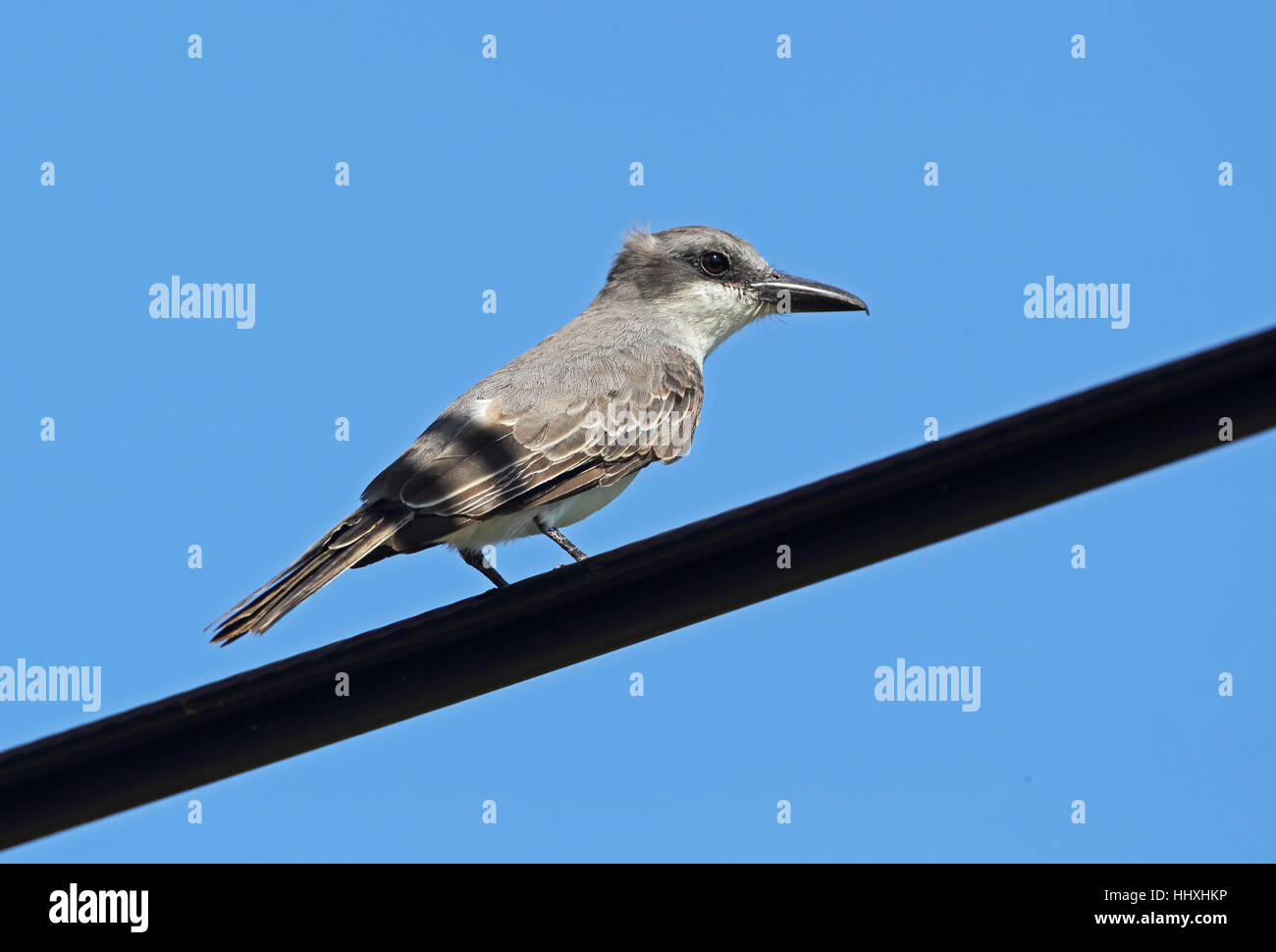 Grey Kingbird (Tyrannus Dominicensis chordatus) Erwachsenen thront auf Stromleitung St. Lucia, kleine Antillen Dezember Stockfoto