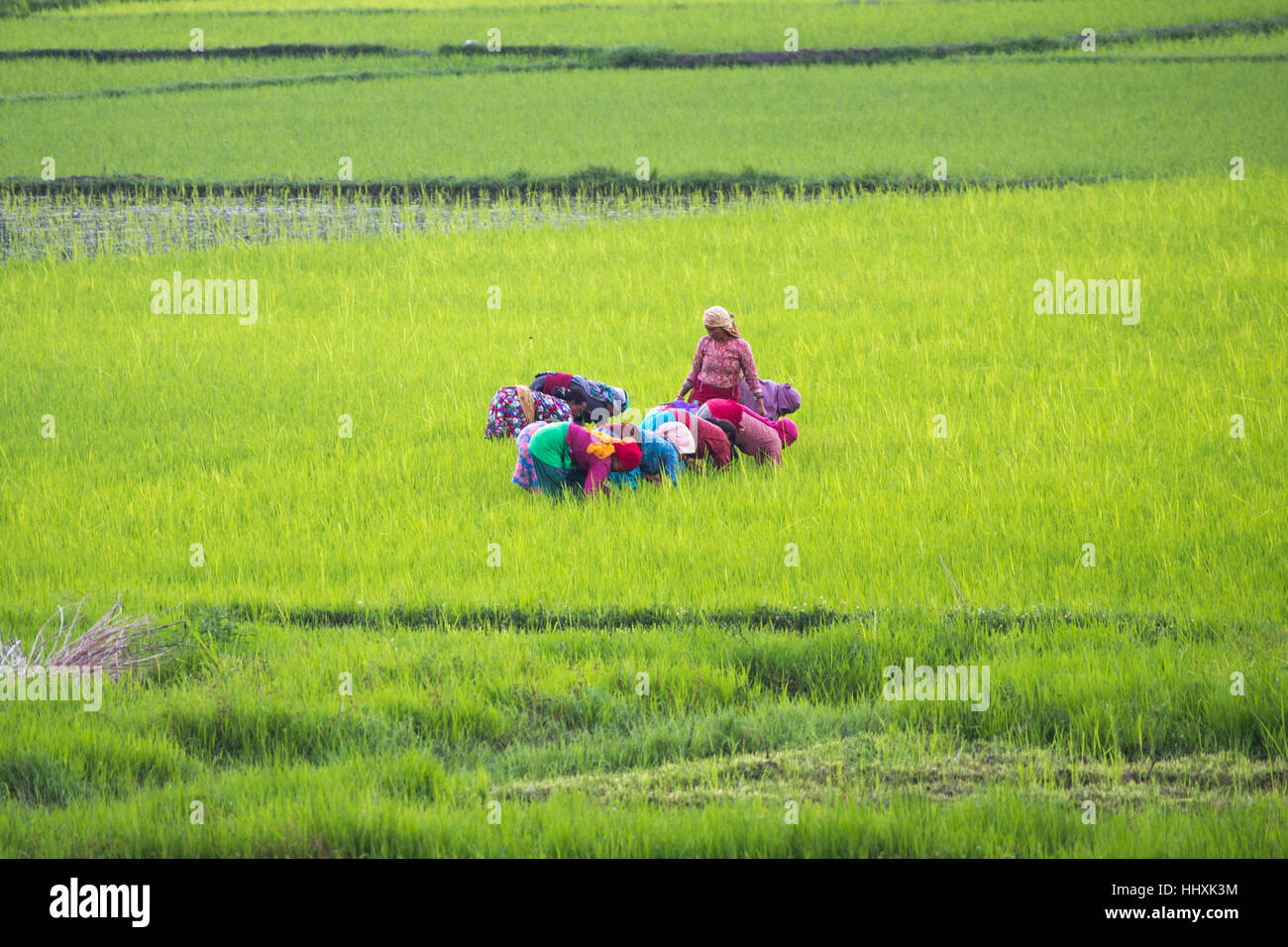 Frauen in den Reisfeldern, Sankhu, Nepal Stockfoto