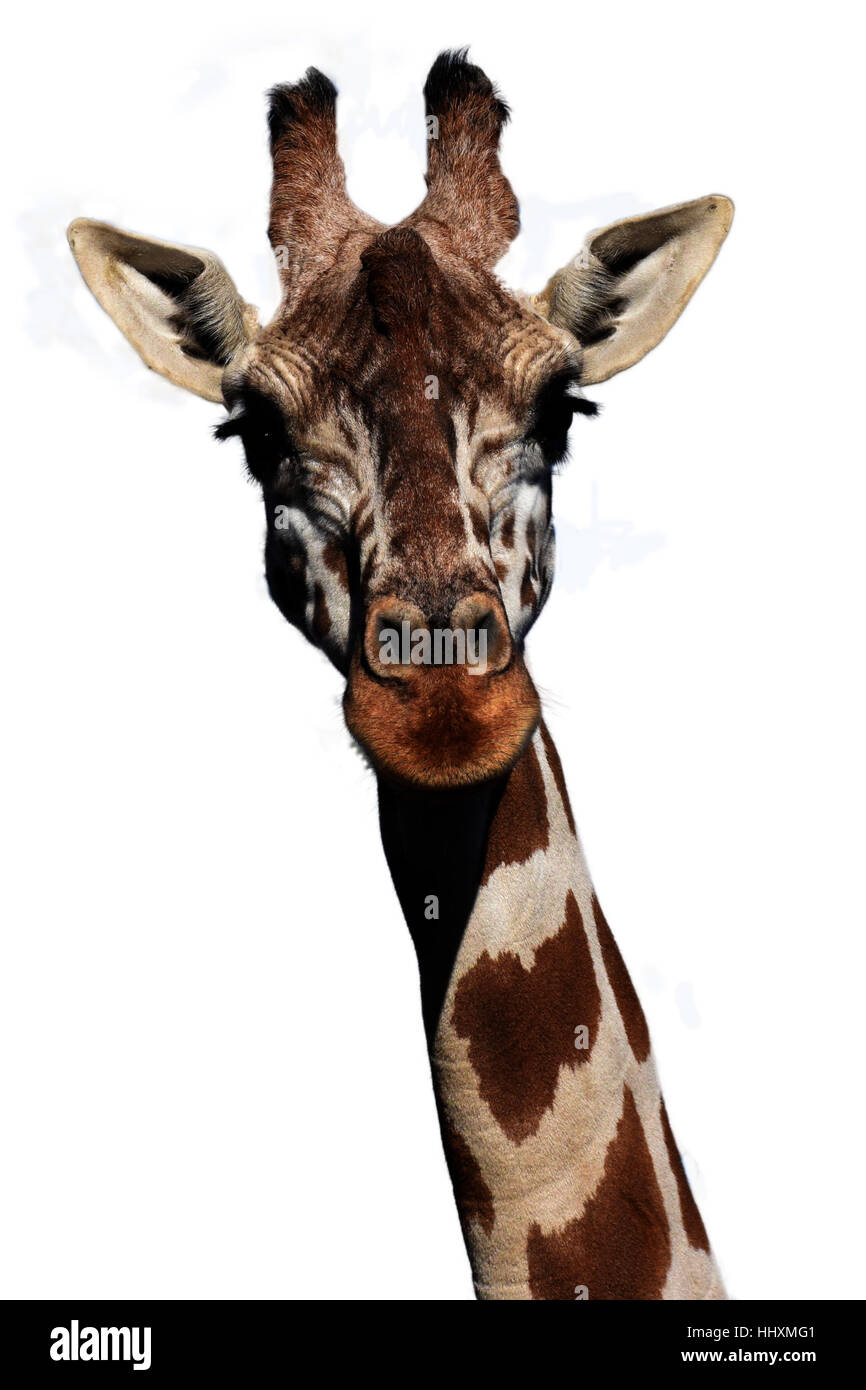 Giraffe Kopf auf dem weißen Hintergrund isoliert Stockfoto