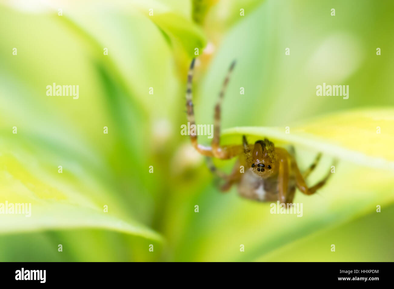 Makro von einer einzelnen europäischen Gartenkreuzspinne (Araneus Diadematus) kopfüber auf dem Grün Blätter ein Feld Heckenpflanze. Wales, UK. Juli Stockfoto