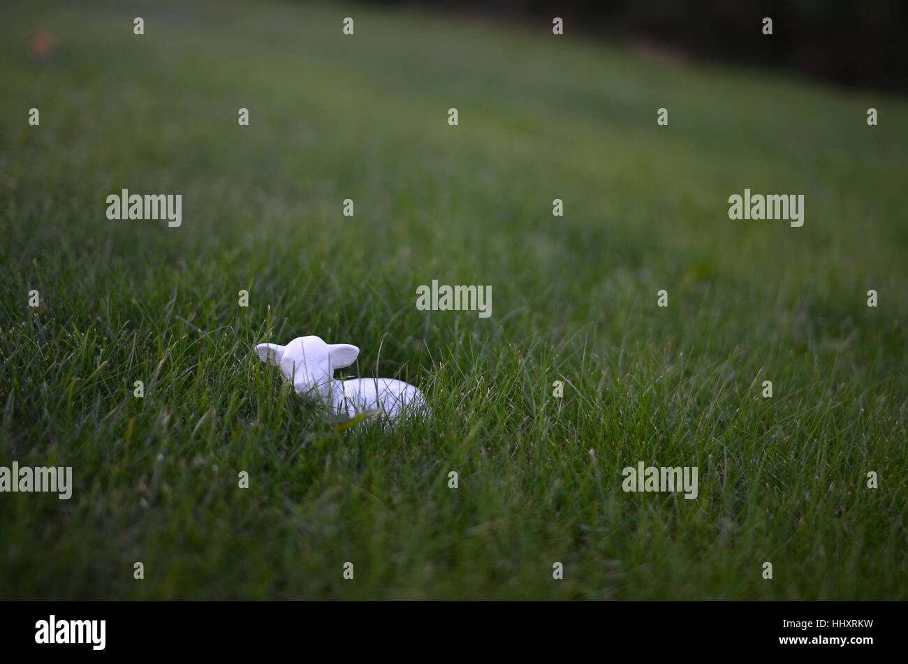 Kleine Schafe versteckt sich vor Ihnen Stockfoto