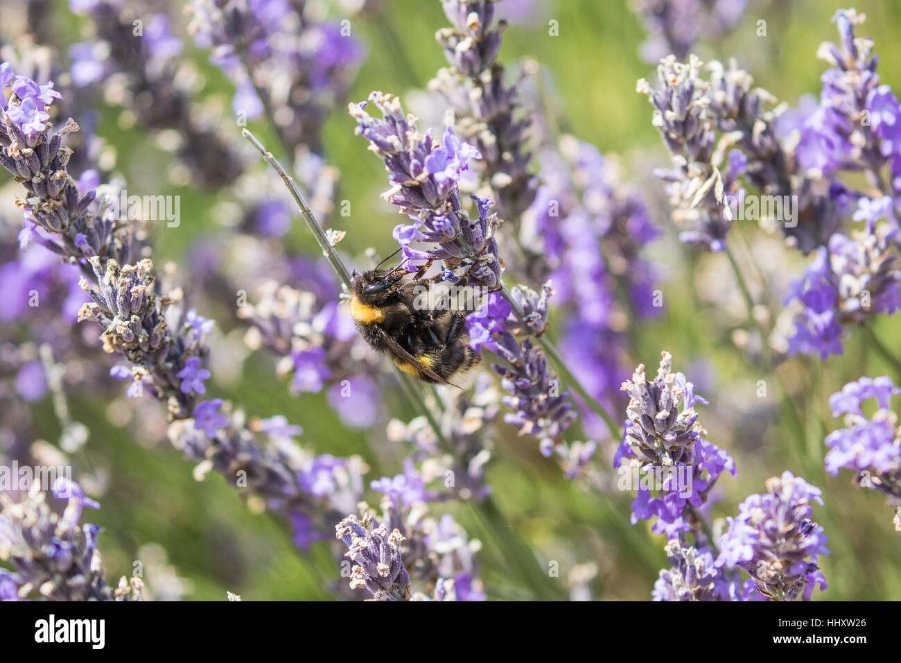 Hummel auf Lavendel, Lavandula angustifolia Stockfoto