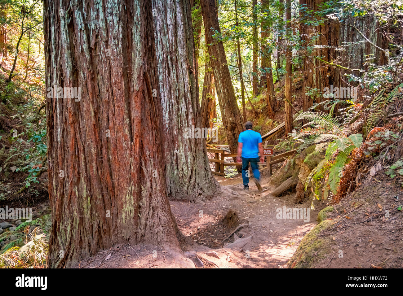 Solo-Mann Wandern in einem Redwood-Hain im Muir Woods National Monument in der Nähe von San Francisco, Kalifornien, USA Stockfoto