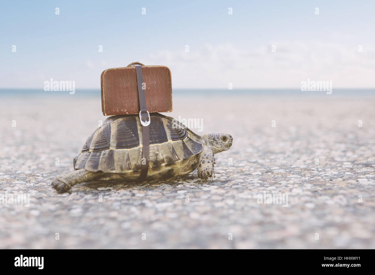 Schildkröte mit Koffer auf dem Rücken. Getönten Bild, selektiven Fokus. Stockfoto