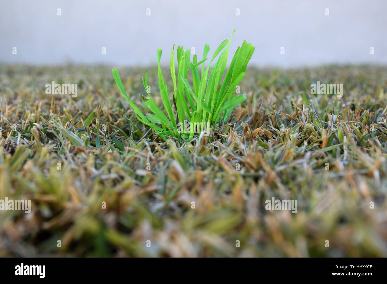 Konzept der Wiedergeburt, Drähte im trockenen Gras grün Stockfoto