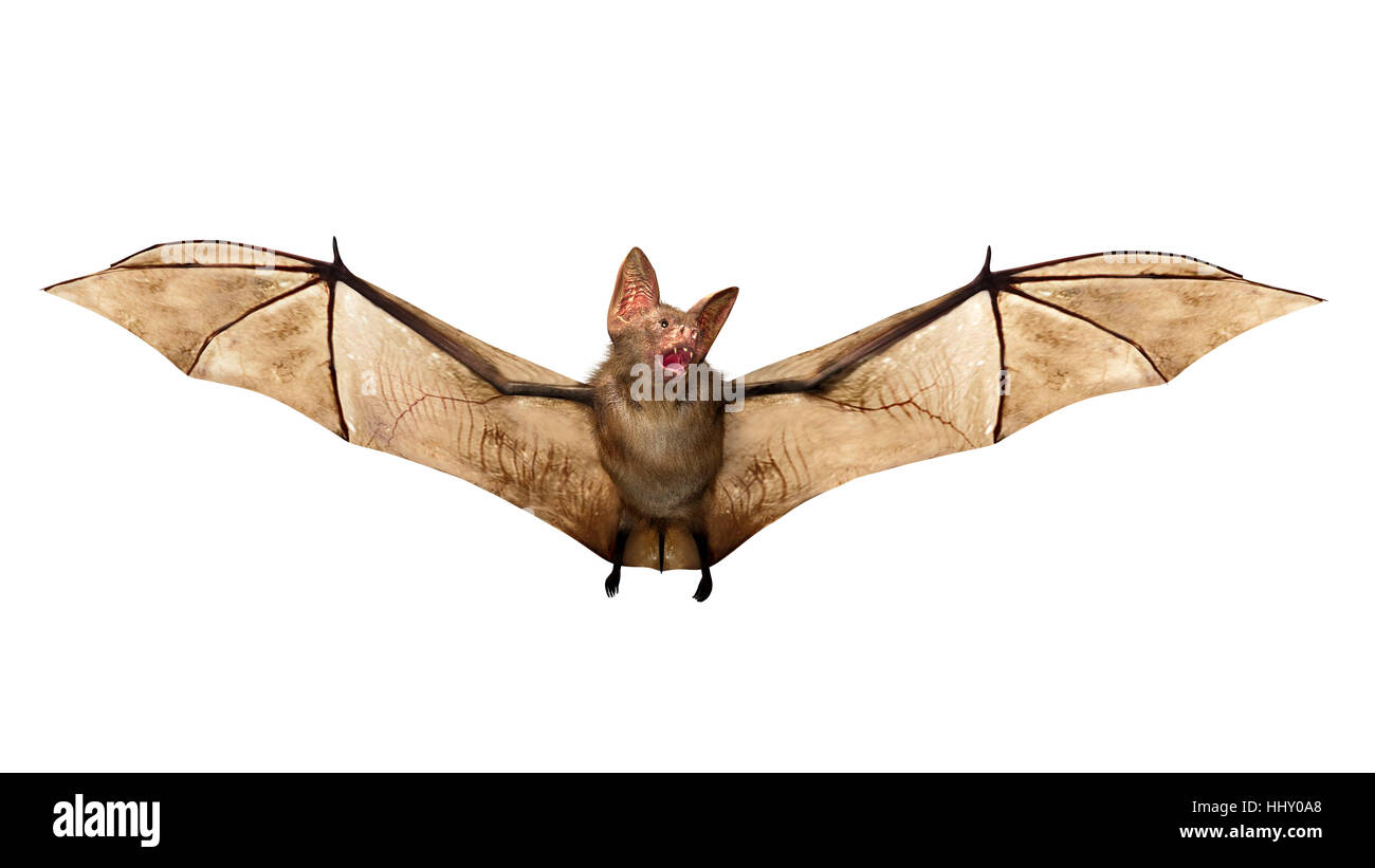 Fliegende Fledermaus isoliert auf weißem Hintergrund Stockfoto