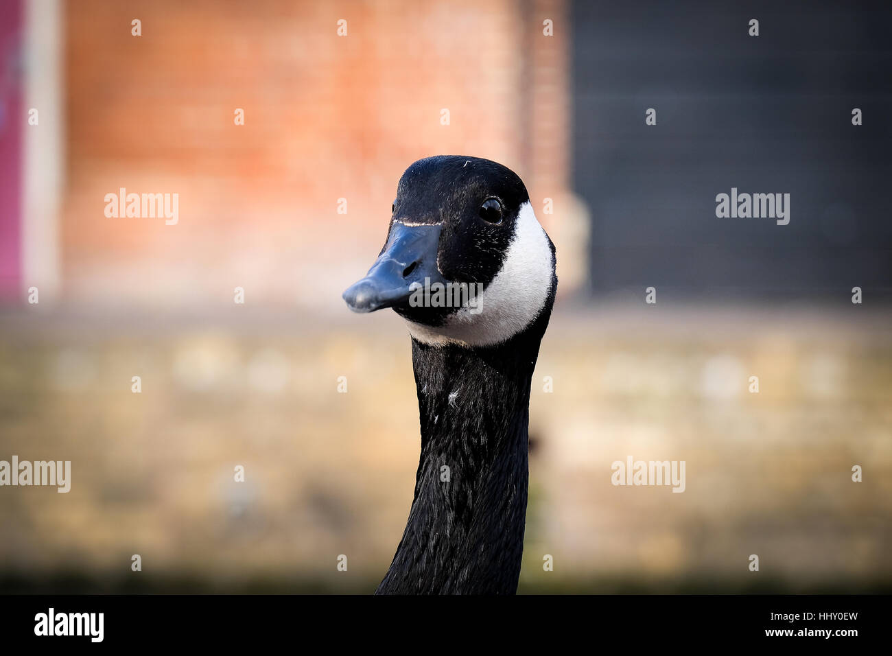 Eine Gans ruht an der Seite eines Kanals Stockfoto