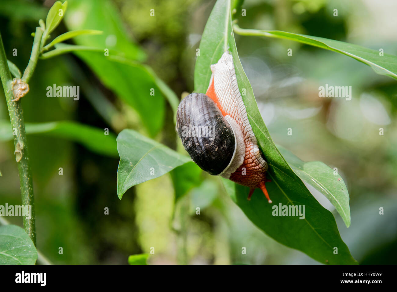 Schnecke kriecht auf grünes Blatt in der Nähe von Abtei fällt bei Khushal Nagar; Bezirk Coorg; Karnataka; Indien Stockfoto