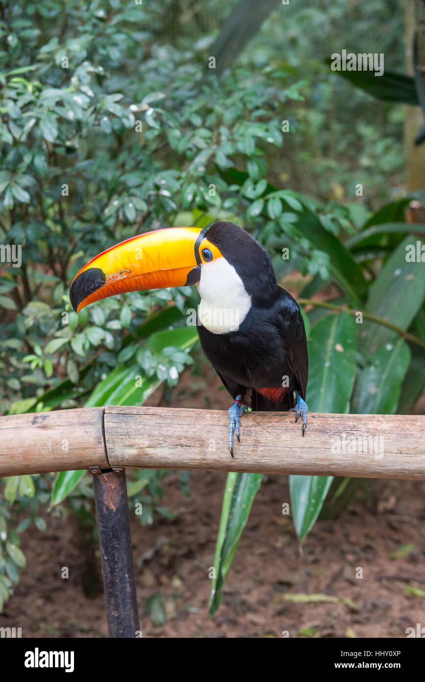 Exotische Toucan eine brasilianische Vogel in der Natur an die Foz do Iguaçu, Parana, Brasilien. Stockfoto