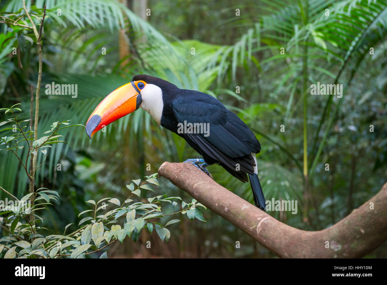Tukan Vogel auf einem Ast in den Regenwald in den frühen Morgenstunden. Stockfoto