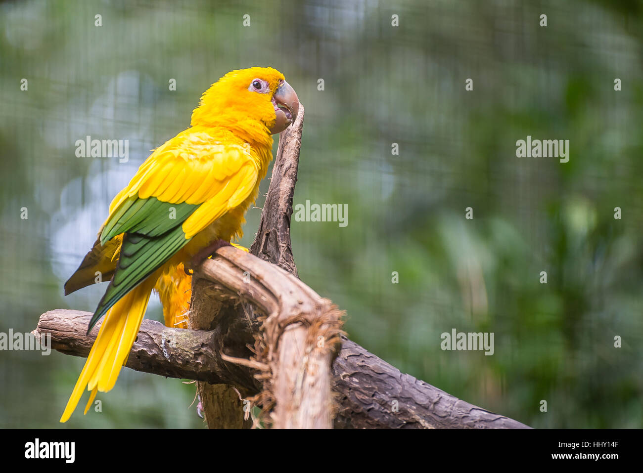 Goldene Conure Papagei (Guaruba Guarouba) an den Parque Das Aves in Iguazu, wunderschöne Natur Brasiliens. Stockfoto