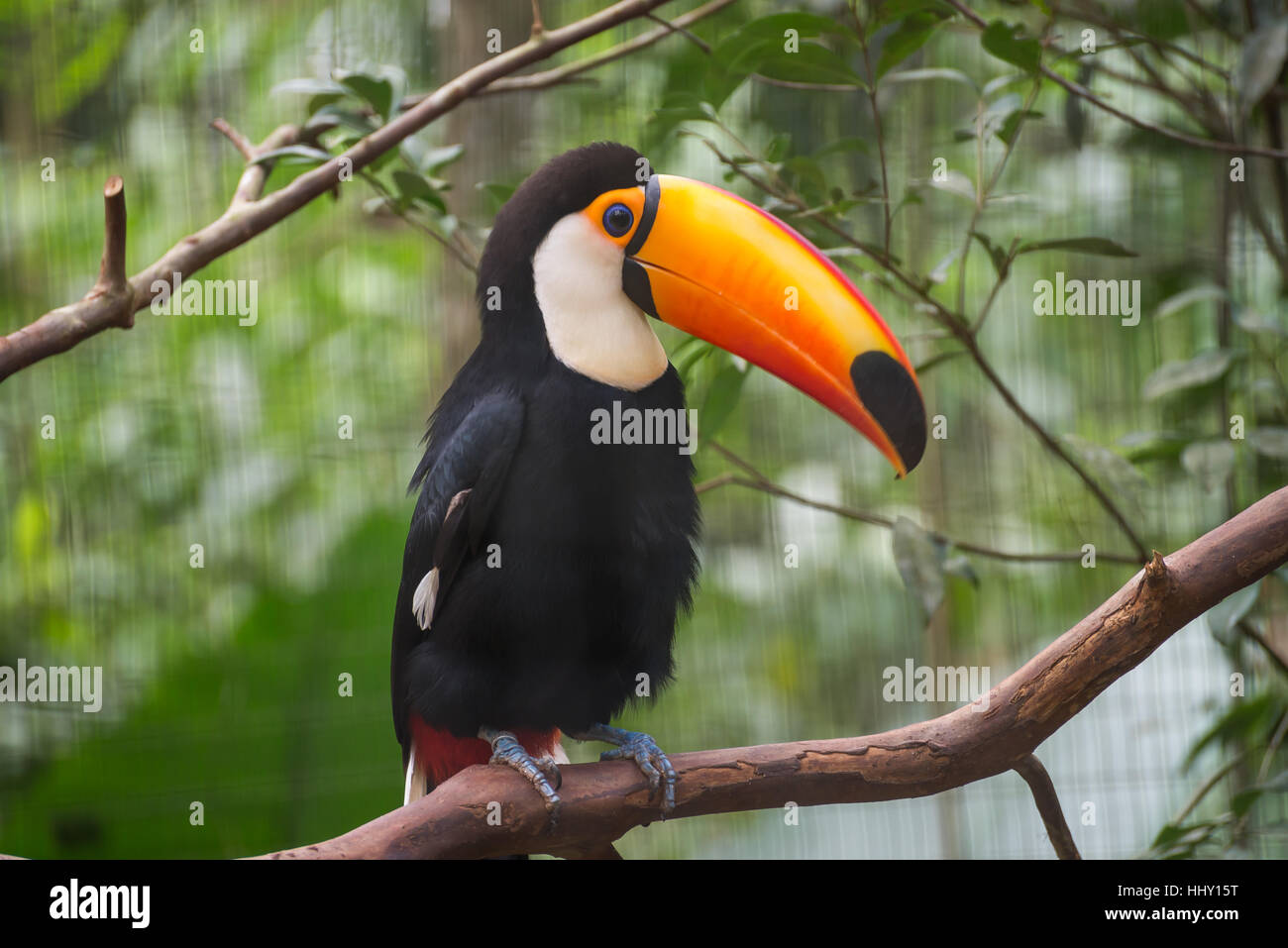 Exotische Toucan eine brasilianische Vogel in der Natur an die Foz do Iguaçu, Parana, Brasilien. Stockfoto