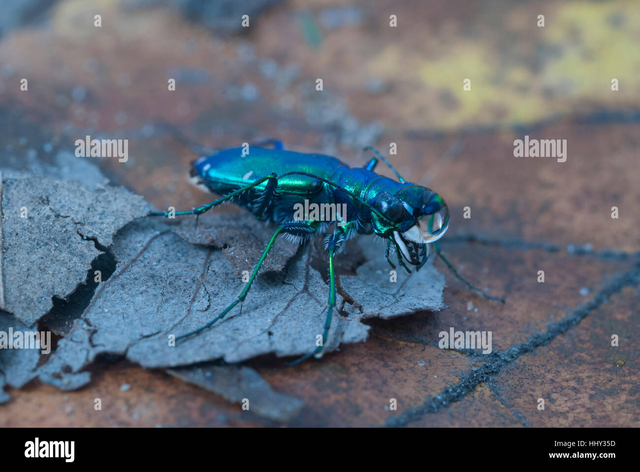 Sechs-spotted Tiger Käfer mit ein Regentropfen auf den Kopf. Stockfoto