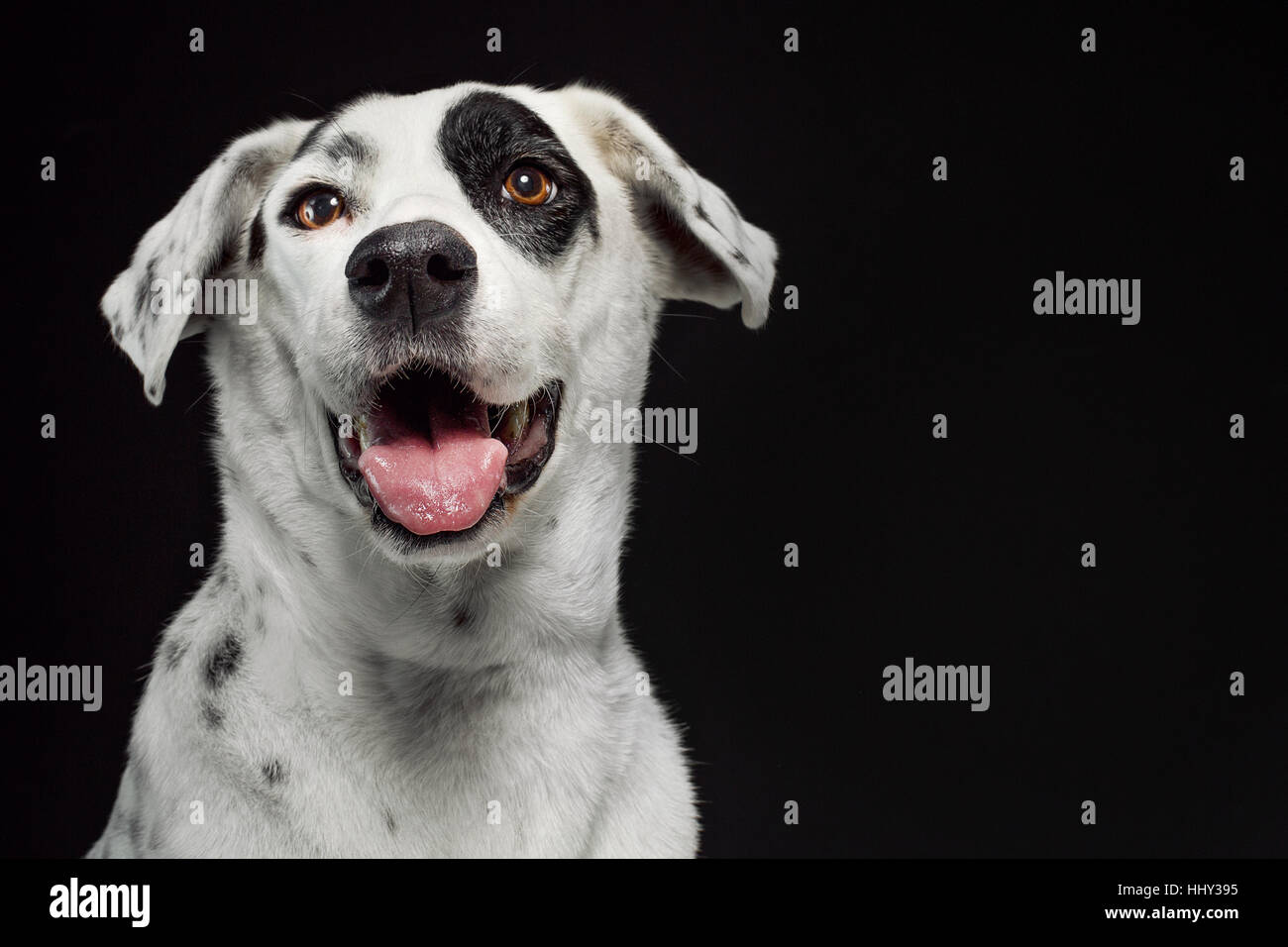 Porträt eines weißen Lächeln Hund (Dalmatiner Mix) auf einem schwarzen nahtlose Hintergrund. Stockfoto