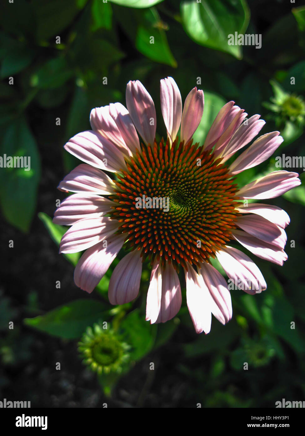Coneflower Stockfoto