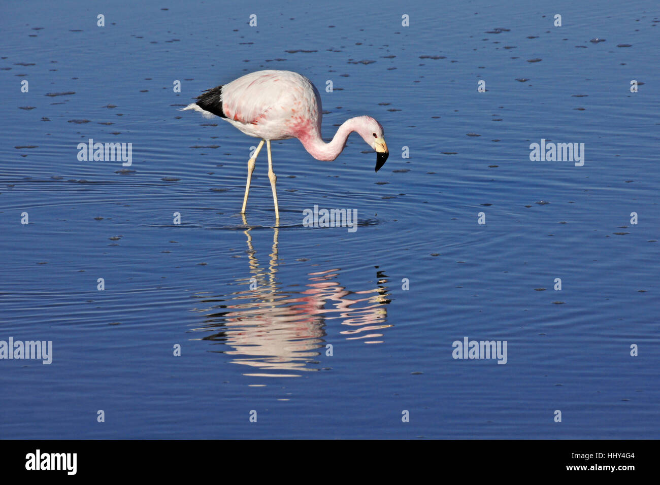 Anden Flamingo Fütterung in Laguna Chaxa, Reserva Nacional Los Flamencos, Atacama-Wüste, Norte Grande, Chile Stockfoto