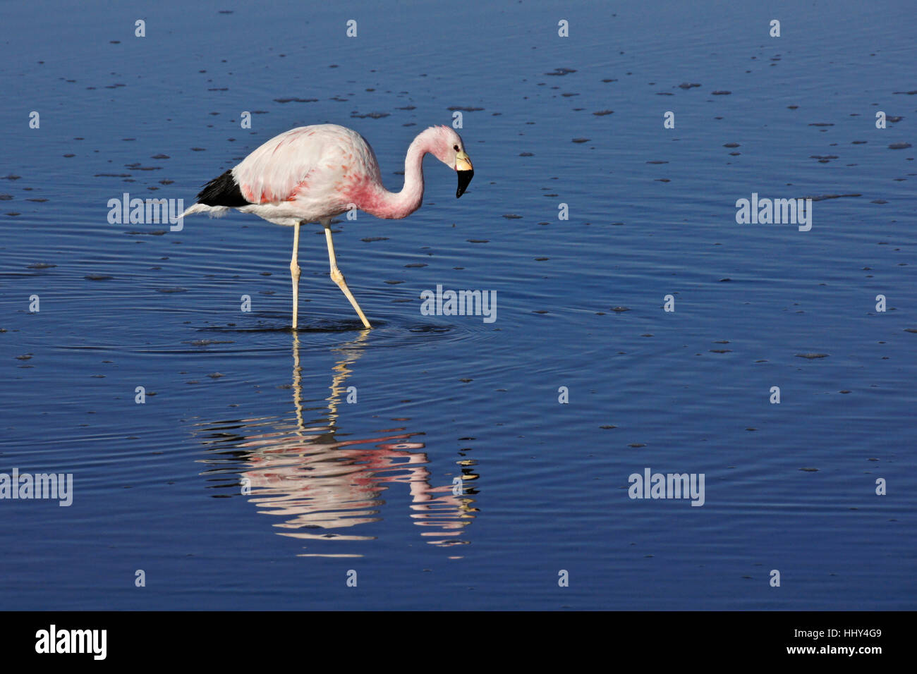 Anden Flamingo Fütterung in Laguna Chaxa, Reserva Nacional Los Flamencos, Atacama-Wüste, Norte Grande, Chile Stockfoto
