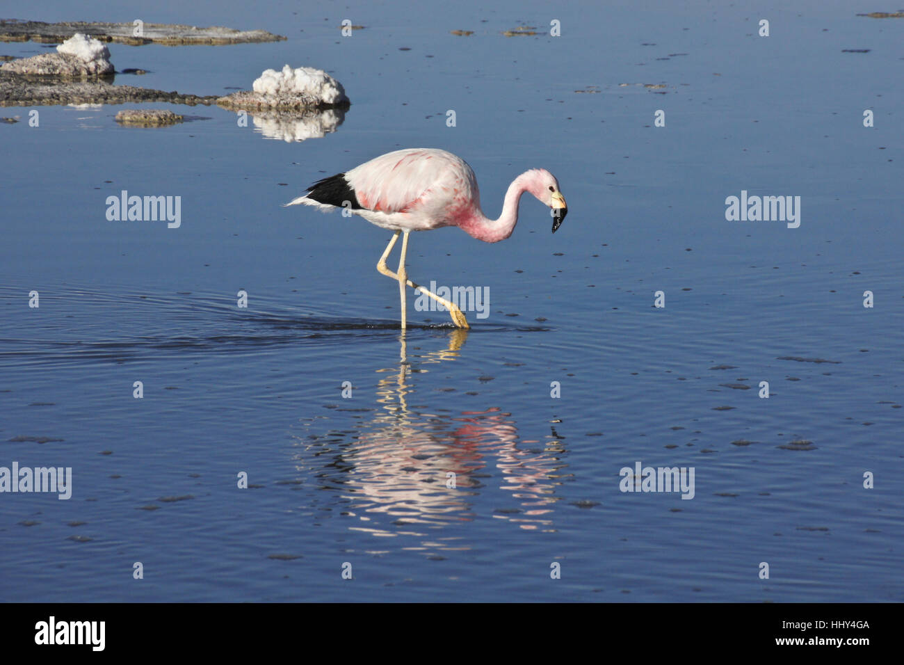 Anden Flamingo Fütterung in Laguna Chaxa, Reserva Nacional Los Flamencos, Atacama-Wüste, Norte Grande, Chile Stockfoto