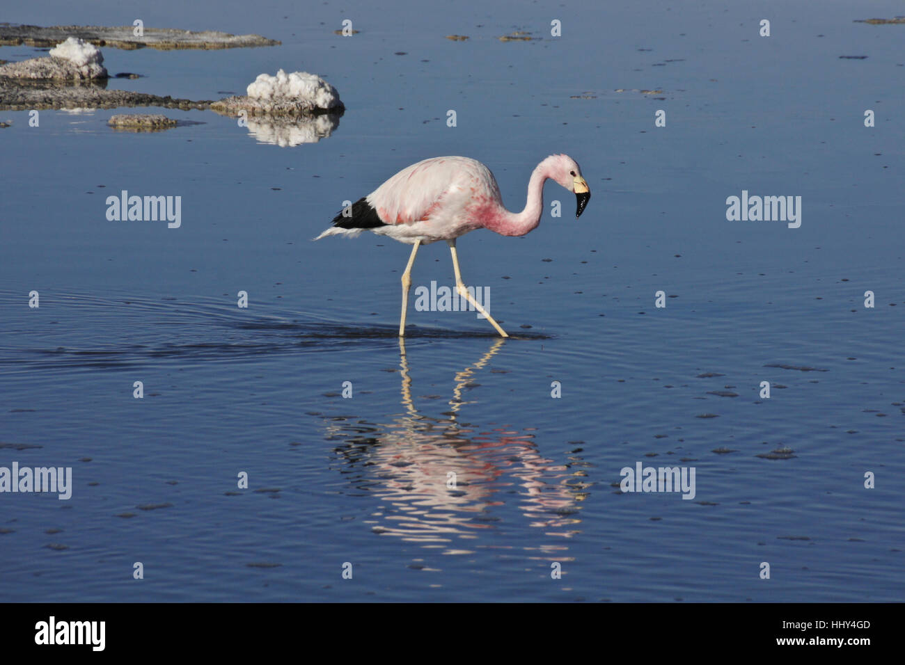 Anden Flamingo Fütterung in Laguna Chaxa, Reserva Nacional Los Flamencos, Atacama-Wüste, Norte Grande, Chile Stockfoto
