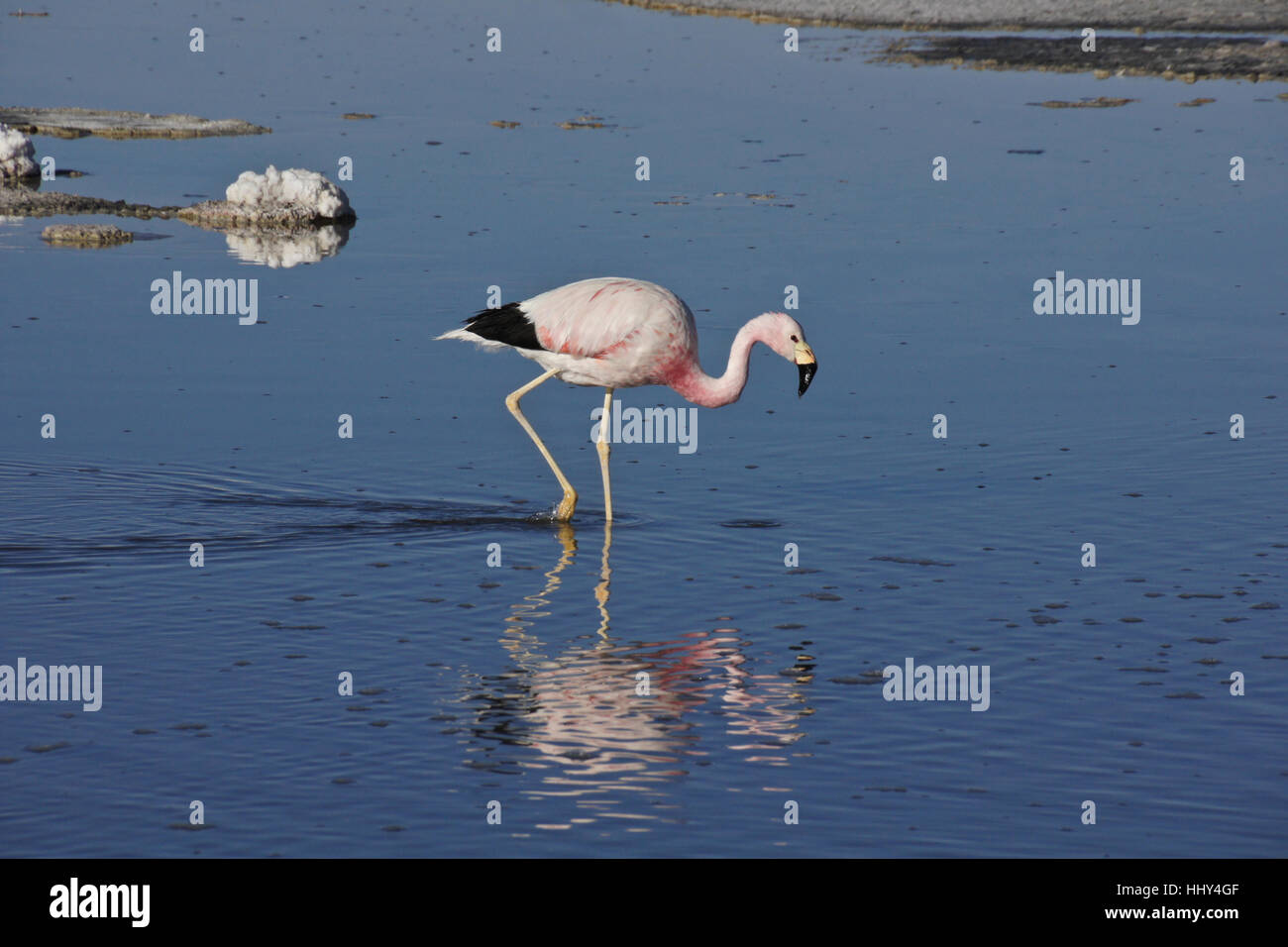 Anden Flamingo Fütterung in Laguna Chaxa, Reserva Nacional Los Flamencos, Atacama-Wüste, Norte Grande, Chile Stockfoto