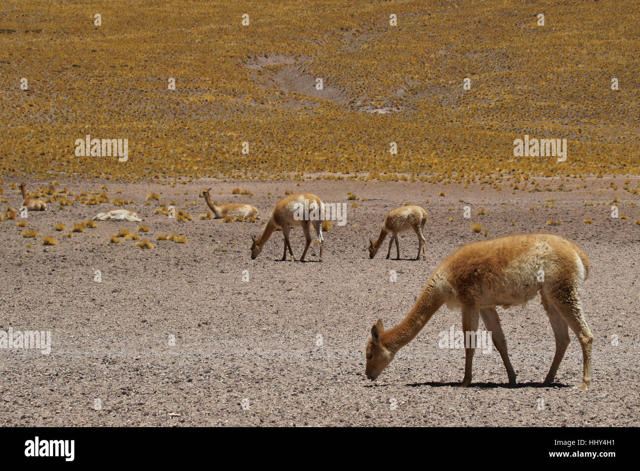 Vicuñas Beweidung und ruhen, Atacama-Wüste, Reserva Nacional Los Flamencos, Norte Grande, Chile Stockfoto