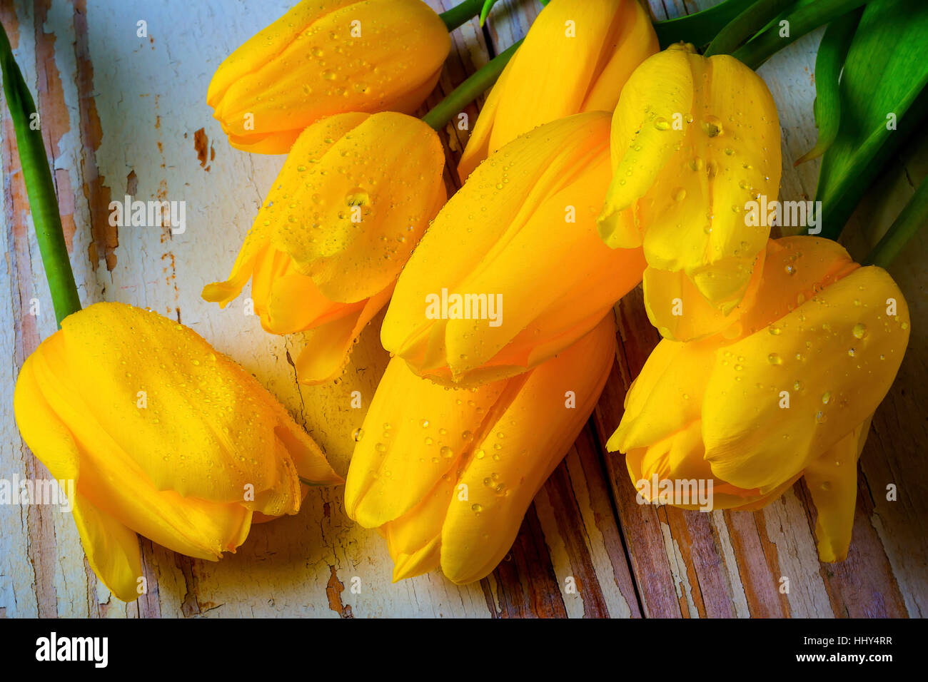 Gelbe Tulpe Stillleben Stockfoto